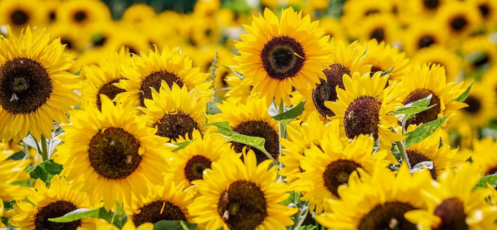 Sommer genießen Sommer genießen