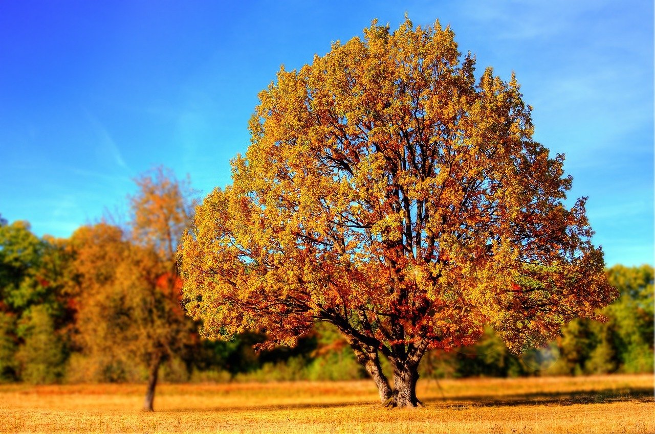 Herbststimmung Herbststimmung